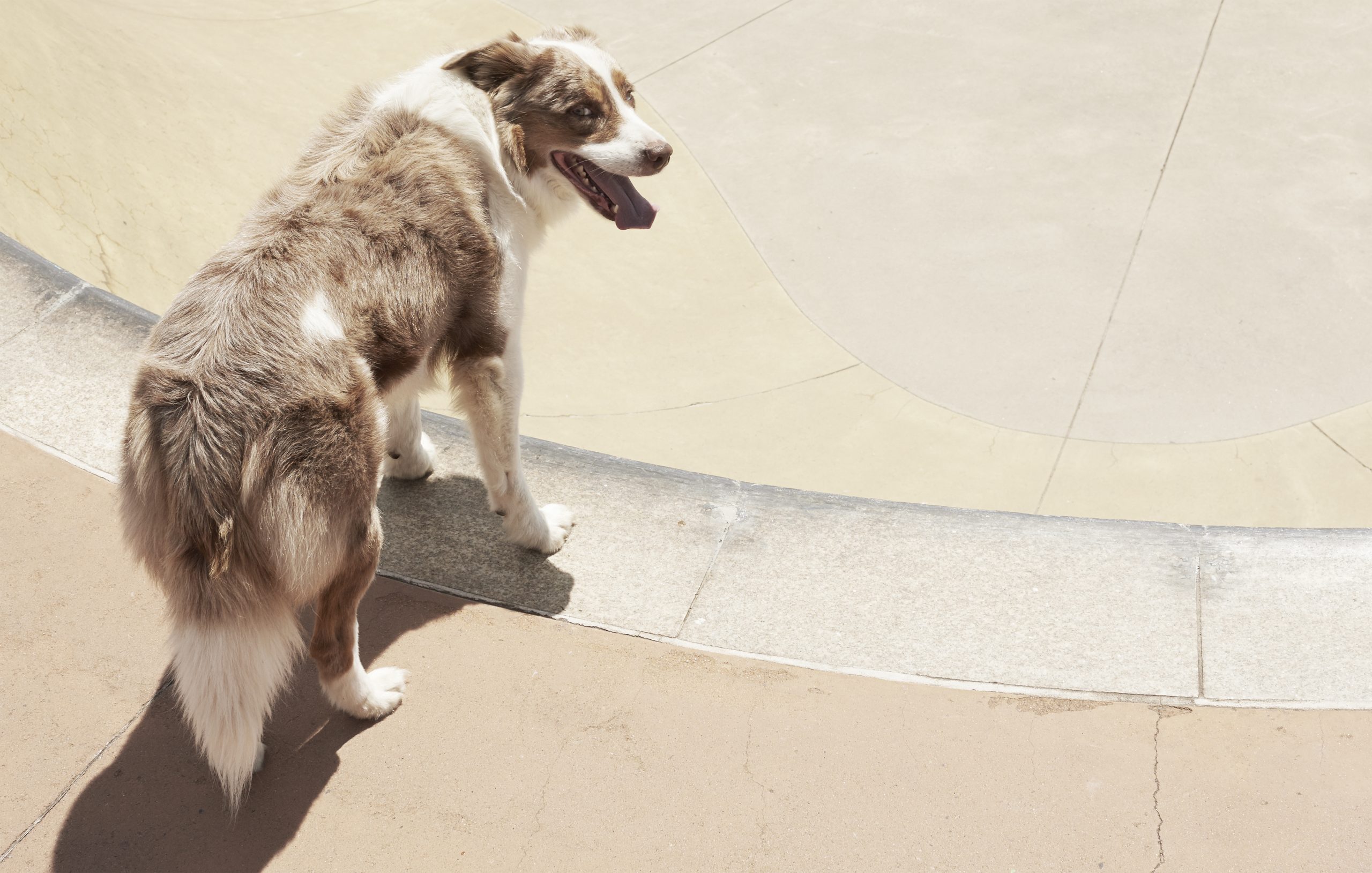 “DOG TOWN”  FOUR & SONS ISSUE 9