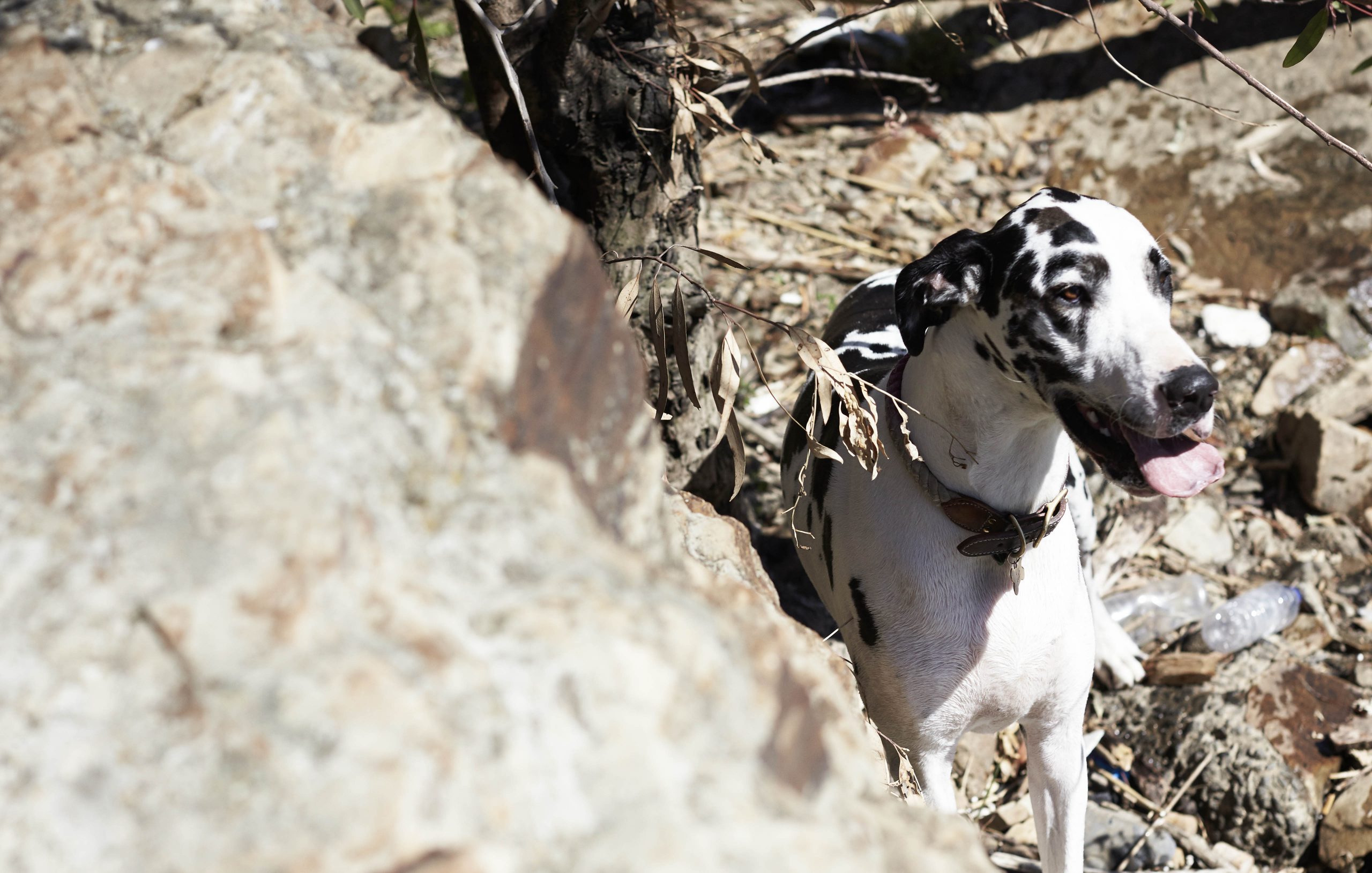 “TOM & CAPTAIN” FOUR & SONS ISSUE 9