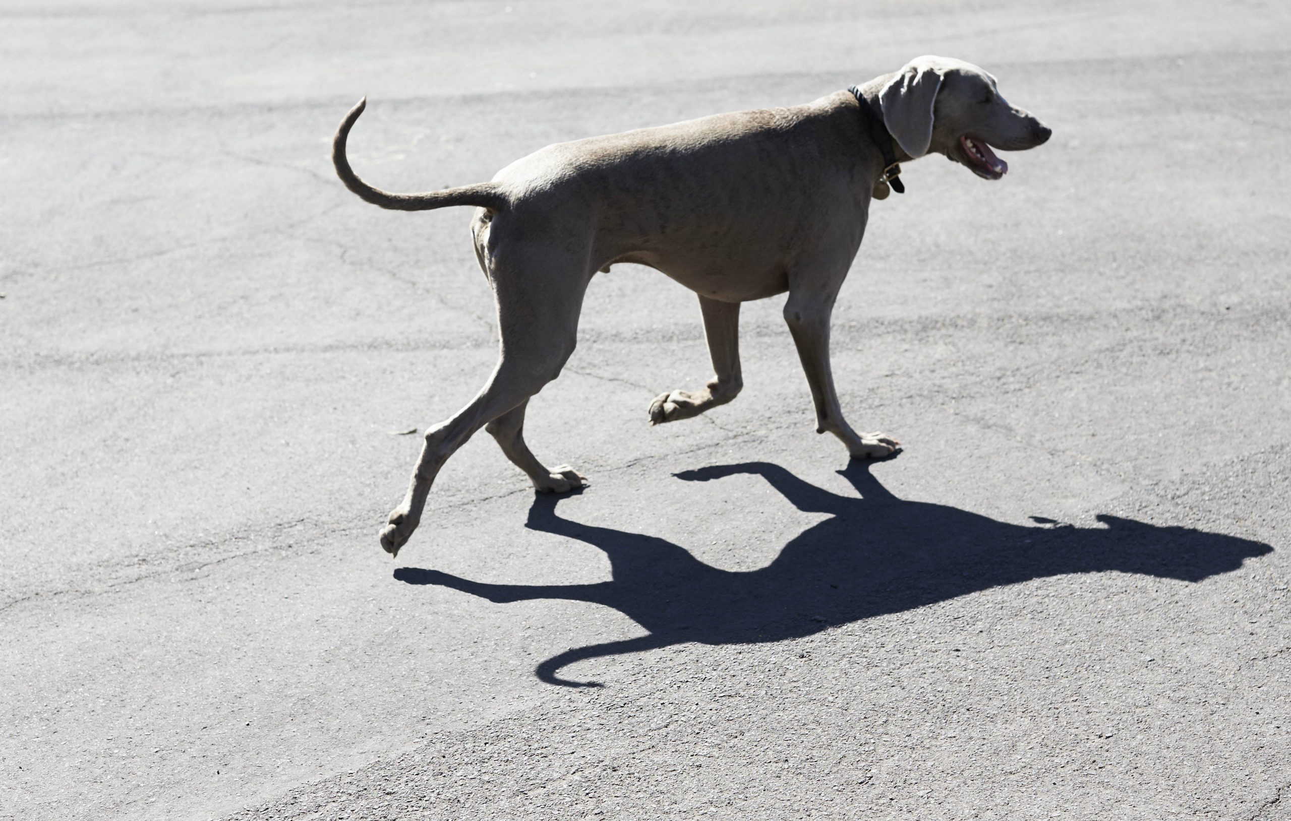 “TOM & CAPTAIN” FOUR & SONS ISSUE 9