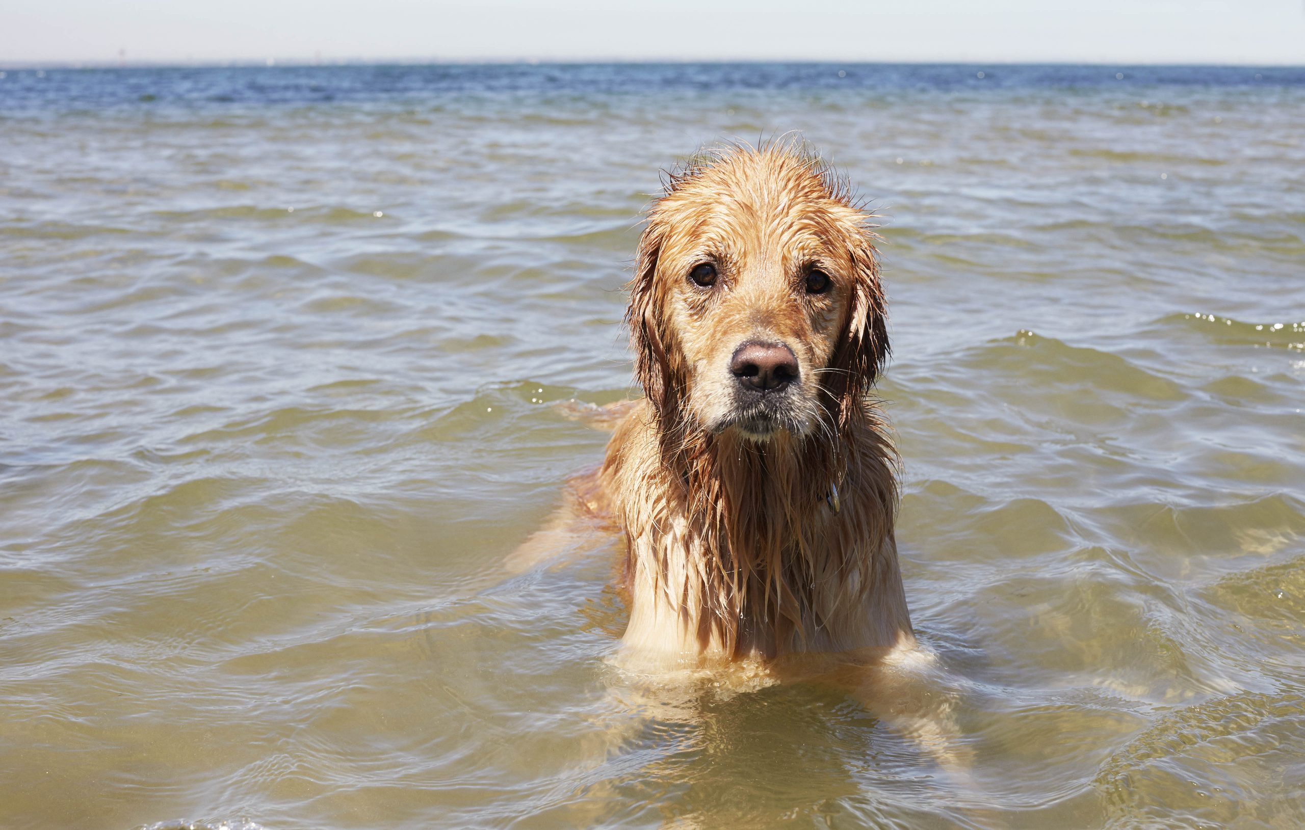 “TOM & CAPTAIN” FOUR & SONS ISSUE 9